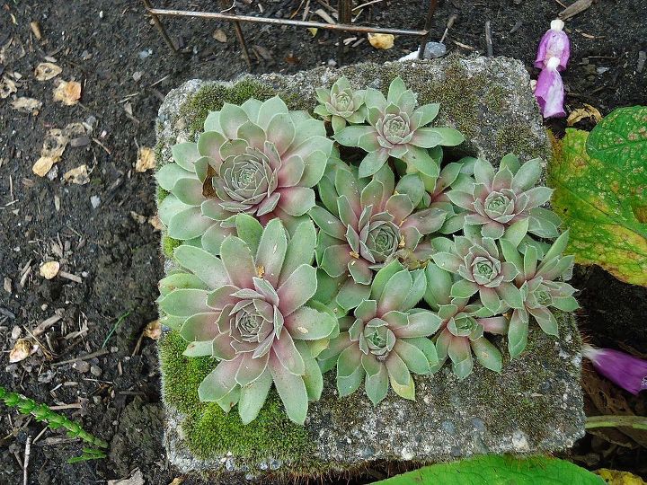 passeio no jardim de sexta feira, Este tijolo antigo plantado com suculentas lindo Devo fazer isso de novo Eles v o passar o inverno aqui