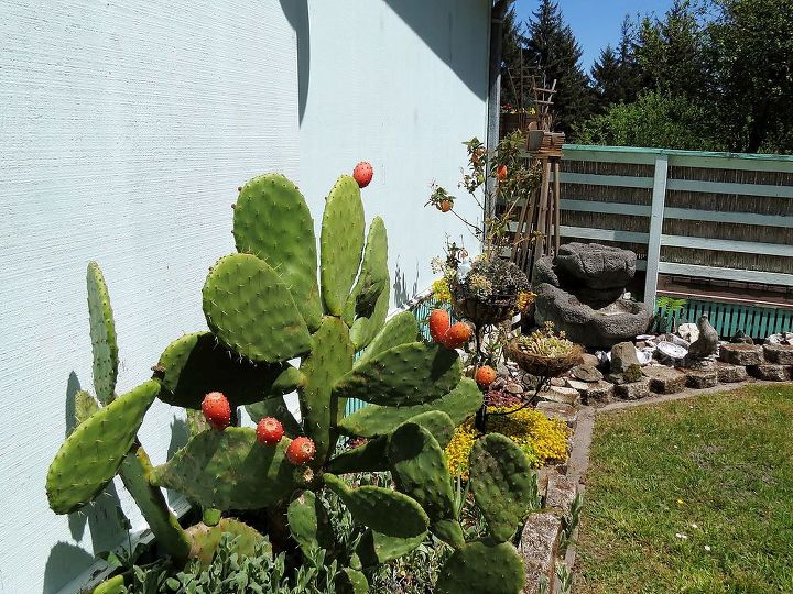 ants on my prickly pear, It also has lots of near ripe fruit on it which I plan to try to eat