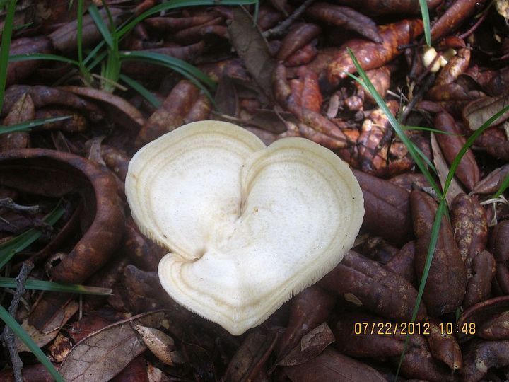 mushrooms, gardening