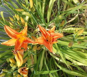 daylilies, gardening, sideways ditch lily my computer won t let me edit the picture