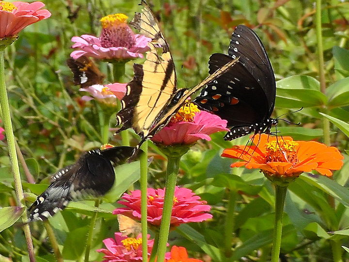 more about my hobby, flowers, gardening, They are feasting on my Zinnias