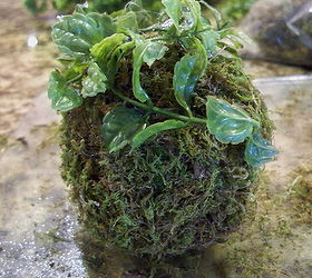 boxwood topiary tutorial, crafts, gardening, Cover the floral ball in moss and then start gluing stems off the bush onto it
