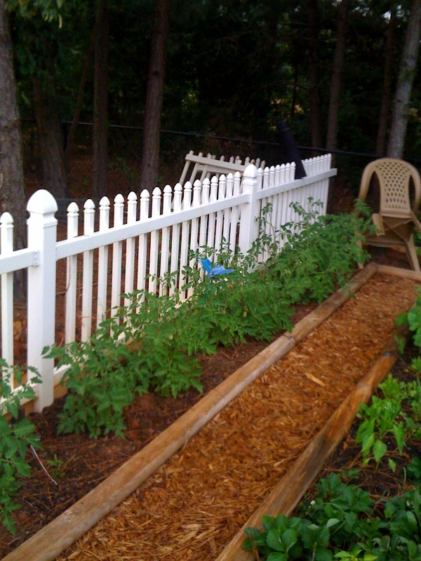 my vegetable garden, gardening, I planted Tomatoes on the left side last year They did not do very well I believe it was due to much sun and heat