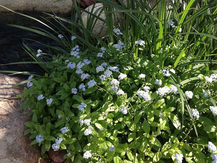 marginal aquatic plants, flowers, gardening, ponds water features, Water Forget Me Not