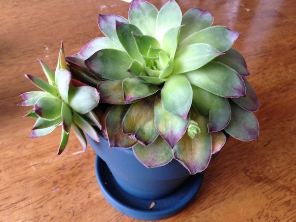 q succulent dying or growing, flowers, gardening, succulents, Succulent in small blue pot When I got it the plant was flat not its twisting and overflowing
