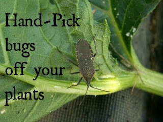 5 tips for organic pest control in the garden, gardening, pest control