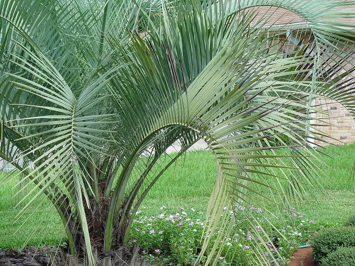 q plant death pindo palm, gardening, another view of destruction