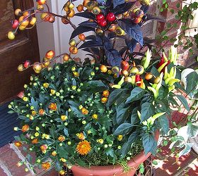tgif thank god it s fall y all part 2 gardenchat falldecor, container gardening, gardening, seasonal holiday d cor, A few more days and this chrysanthemum will be in full bloom