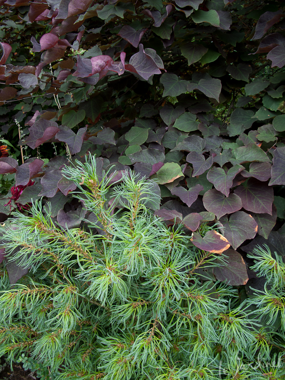 foliage plant combinations forget the flowers, flowers, gardening