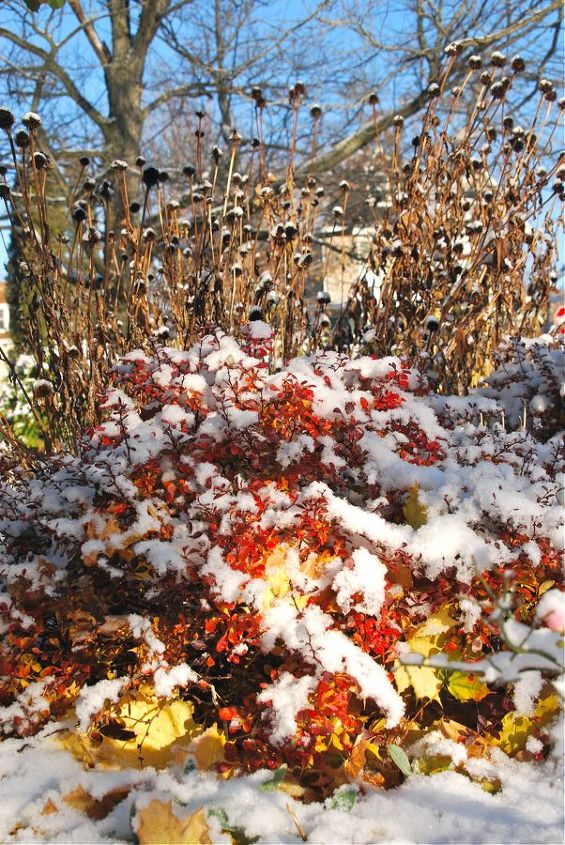 gardening in november, flowers, gardening, The Hill Garden with Echinacea seedheads bright red Berberis and yellow leaves from the neighbor s maple
