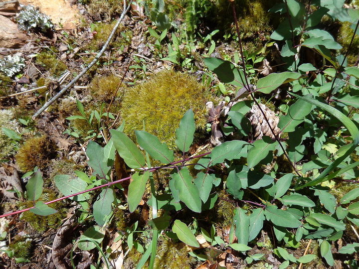 name these plants, flowers, gardening, This spreading vine has red veins on the stems so I don think Poison ivy Photo 1