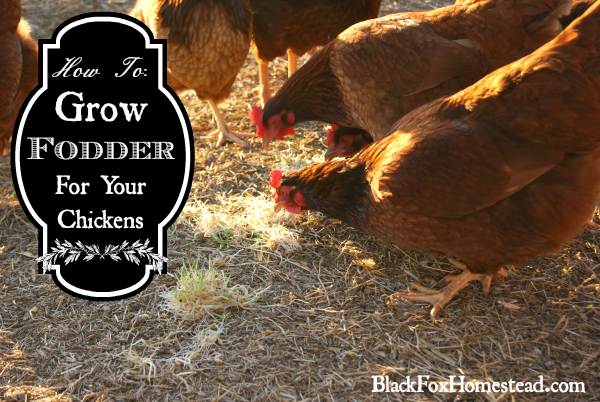how to grow fodder for your chickens, homesteading, pets animals, Our girls enjoying their fodder
