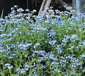 mid may in my garden, flowers, gardening, Although this plant is considered invasive by thinning it after it s finished blooming I can keep the forget me nots in control