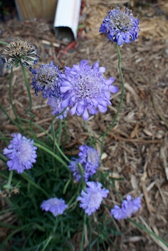 pretty in purple, flowers, gardening, pincushion flower