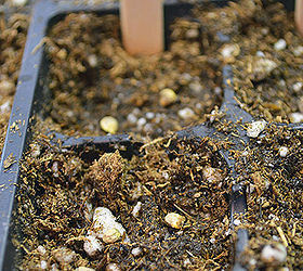 how to start seeds indoors, gardening, homesteading, Lightly wet the soil after you have covered your seed being very careful not to dislodge the seeds or cause them to float upwards A spray bottle works wonderfully for this