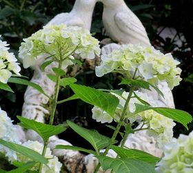 17 de junio flores del da, Hortensias que florecen junto a la fuente