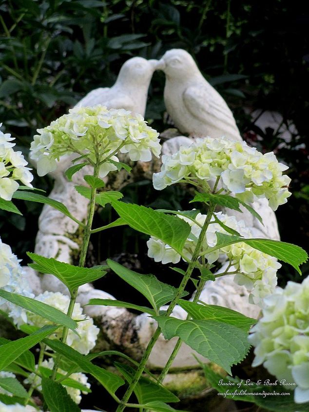 june 17th blooms of the day, flowers, gardening, hydrangea, Hydrangeas blooming by the fountain