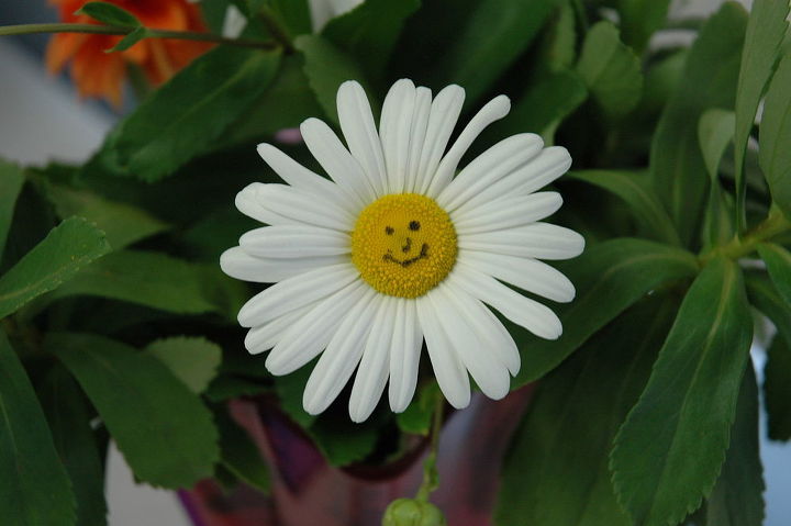 welcome spring, flowers, gardening, I found this happy flower in my garden See more landscaping to make you smile