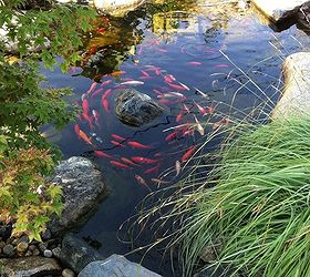 bring your landscape to life with koi, outdoor living, ponds water features, Koi do play follow the leader Who s the leader
