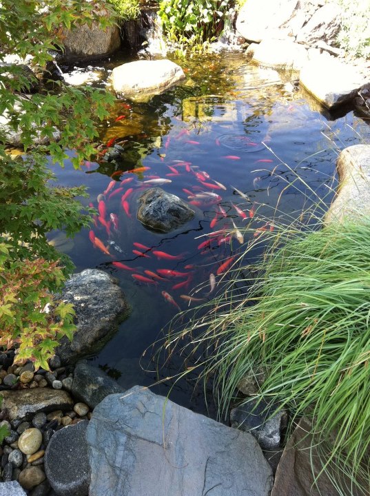 bring your landscape to life with koi, outdoor living, ponds water features, Koi do play follow the leader Who s the leader