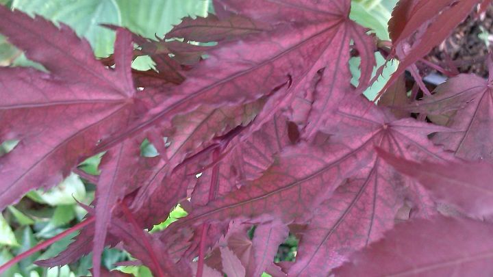 my love affair, Purple Ghost