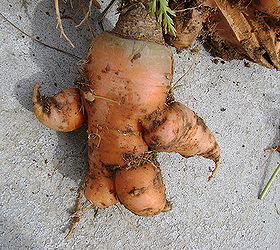 weird vegetables, gardening, carrot arms