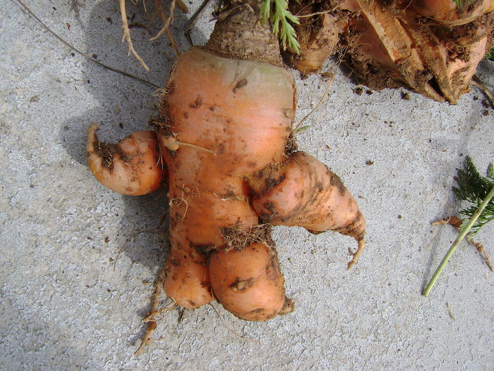 weird vegetables, gardening, carrot arms