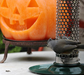 part 4 back story of tllg s rain or shine feeders, outdoor living, pets animals, Tuft Titmouse Enjoys A Game of PEEK A BOO with a visiting Jack O Lantern Image included in posts on TLLG s Blogger Pages including one