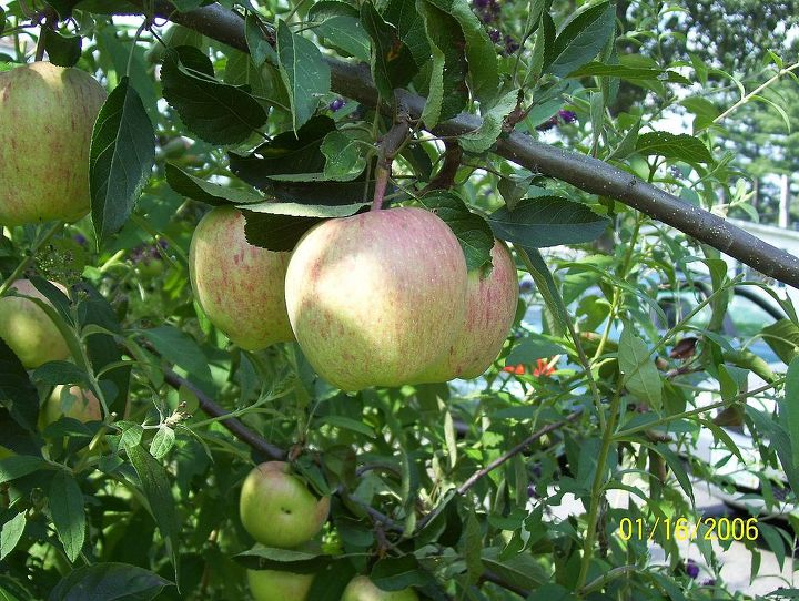 apples, gardening
