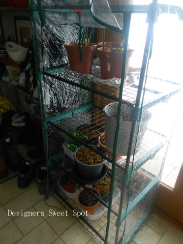 raising canna, gardening, I keep my pots in this little greenhouse until they can be planted outdoors After only 2 weeks they had grown about 6 tall I can t wait to plant them outside