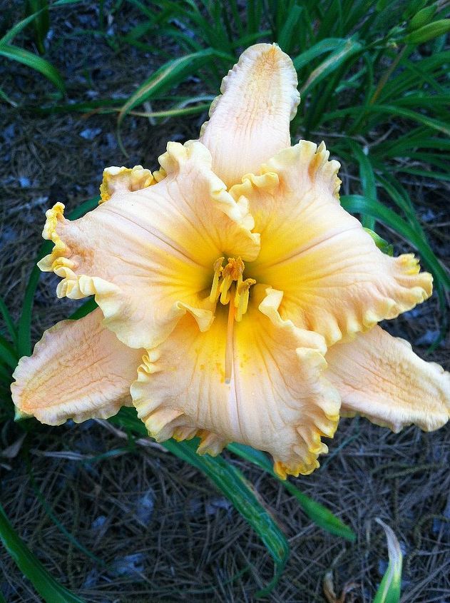 the start of the daylily blooms 2013, gardening, This is a Spacecoast cultivar