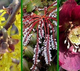 late winter bloomers, gardening, Late Winter Gardens can be colorful too