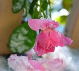 gardening in november, flowers, gardening, Snow on our climbing rose