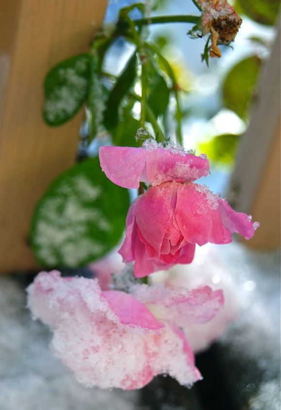 gardening in november, flowers, gardening, Snow on our climbing rose