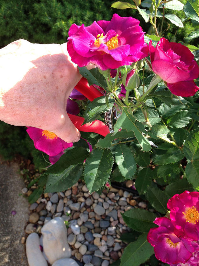 comemore o ms nacional da rosa plante seu prprio jardim de rosas, Como fazer cortes