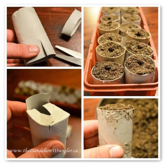 starting seeds with recycled materials, gardening, Starting seeds with recycled TP rolls