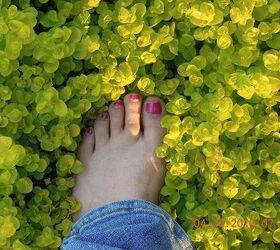 our yard amp outdoor projects, flowers, gardening, outdoor living, Creeping Jenny feels good on the tootsies