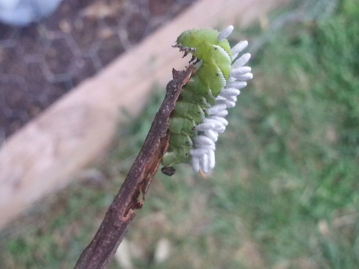 q what is hanging in this caterpillar, gardening, pets animals