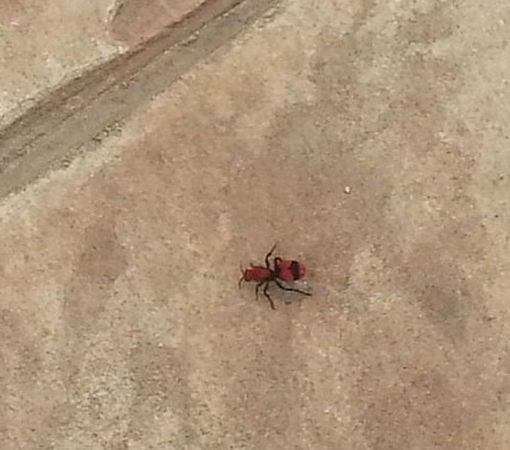 q what type bug is this, pets animals