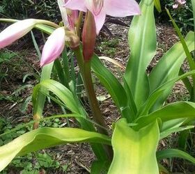q what could i do to make my frontyard garden pop, gardening, outdoor living, My crinum lily decided to bloom