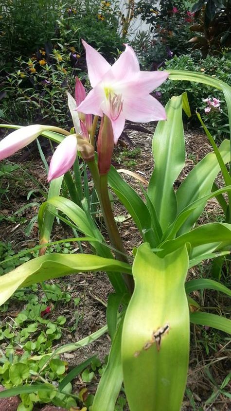 q what could i do to make my frontyard garden pop, gardening, outdoor living, My crinum lily decided to bloom