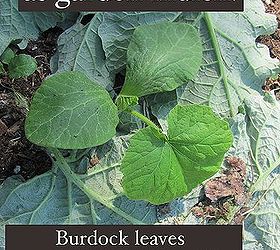 how to use weeds as garden mulch, gardening, Burdock leaves around a pumpkin seedling