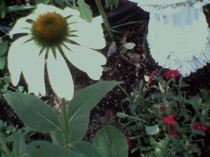 flowers in bloom transplanted this spring for my old homestead, flowers, gardening, Euchinasias look healthy Love the white