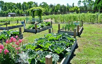 5 Tips for the First Time Vegetable Gardener