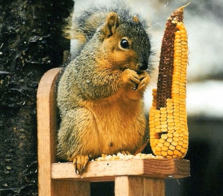 squirrel feeders, gardening, outdoor living
