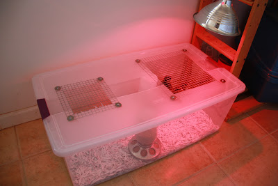 diy brooder for your baby chicks, homesteading, pets animals