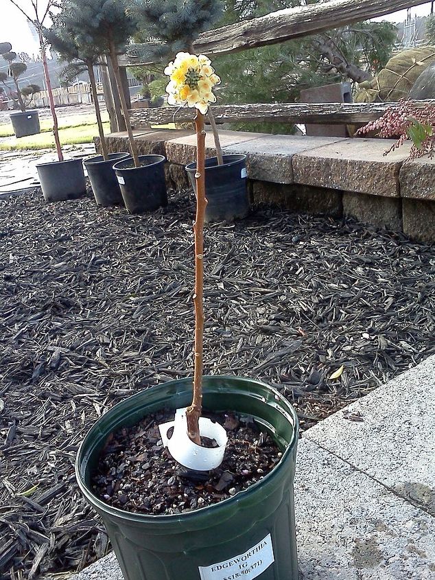 q plants in bloom today in the nursery 21 pictures, gardening, Edgeworthia bloom on a stick