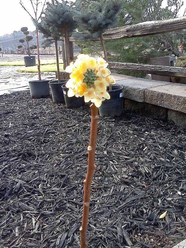 q plants in bloom today in the nursery 21 pictures, gardening, Edgeworthia Yes they DO get bigger