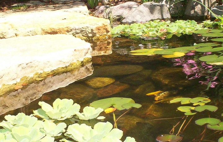 voc no gostaria de ser um peixe s vezes talvez apenas por um dia, Site da Ponds Inc de Illinois Facebook Hometalk Pinterest pondsinc Twitter Flickr Certified Aquascaping Contractor CAC em sua rea php