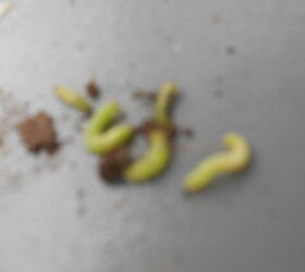 inch worm invasion leaf devistation, gardening, pest control